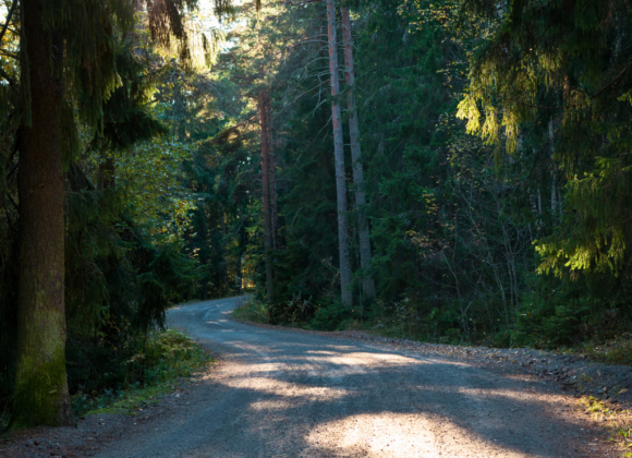 hiekkatie metsässä